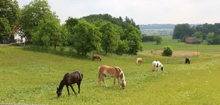 Tierquäler Pferde Weide