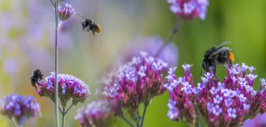 Biologische Artenvielfalt