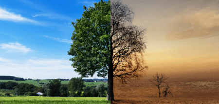 Waldwirtschaft Schäden durch Trockenheit