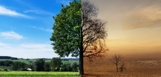 Waldwirtschaft Schäden durch Trockenheit