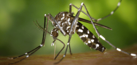 Asiatische Tigermücke