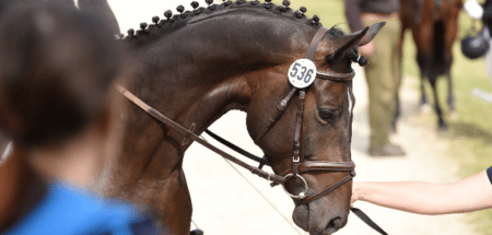 Equine Infektiöse Anämie