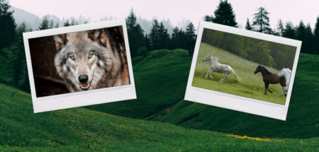 Wolfsregulierung: Pferd und Wolf