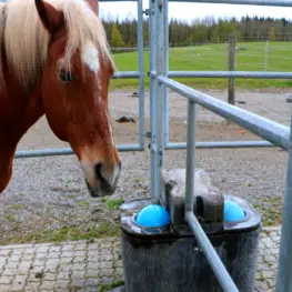 Balltränke Pferd