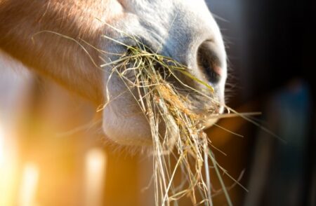 Pferd frisst Heu