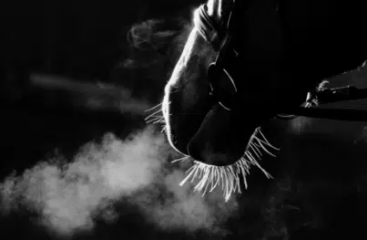 Pferd mit Trense