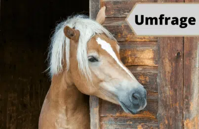 Pferd