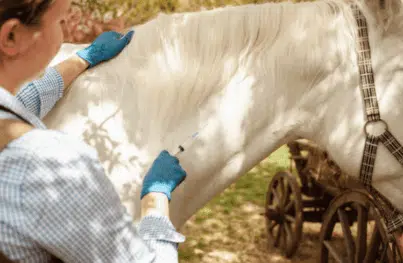 Pferd bekommt Spritze in den Hals