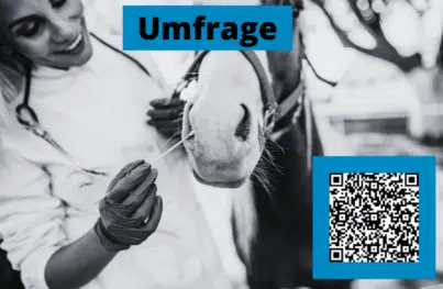 Untersuchung eines Pferdes