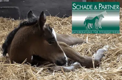 Fohlen und Logo von Schade & Partner