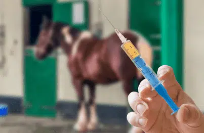 Spritze Pferd