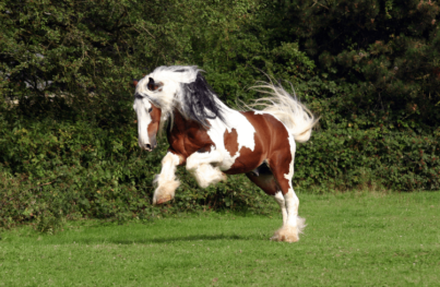 Bockendes Pferd auf Wiese