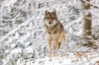 Absenkung des Schutzstatus für den Wolf