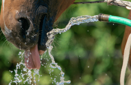 Wasser sparen im Stall