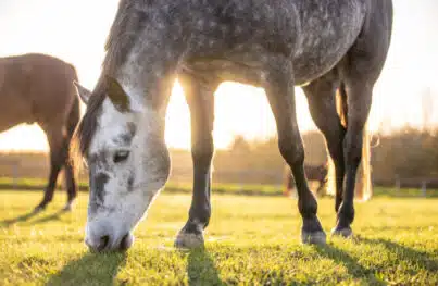 Ein Pferd grast in der untergehenden Sonne auf einer gründen Weide.