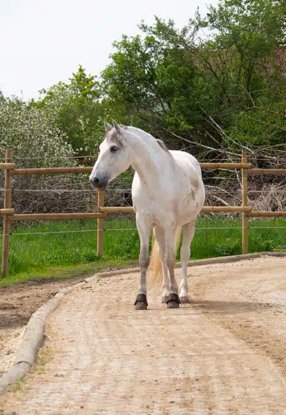 Elegantes weißes Pferd steht auf einem sandigen Reitweg, umgeben von grüner Vegetation und einem Holzzaun. Das Pferd blickt aufmerksam zur Seite, während es in einer friedlichen Umgebung verweilt.