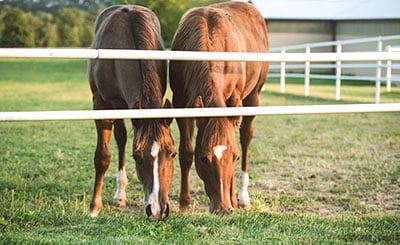 Zwei holländische Warmblutstuten Fohlen fressen Seite an Seite auf einer eingezäunten Weide