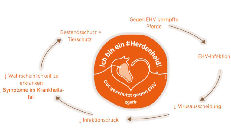 Herdenhelden schützen gegen EHV Foto: Zoetis