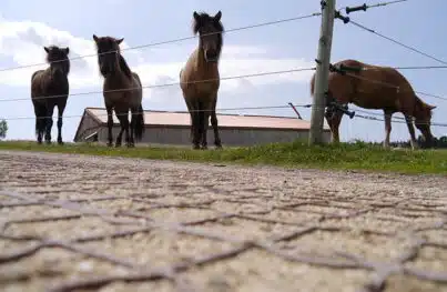 Schluss mit Schlamm: Stabile Reitplatzböden von ecora Schluss mit Schlamm: Stabile Reitplatzböden von ecora