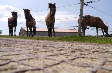 Schluss mit Schlamm: Stabile Reitplatzböden von ecora
