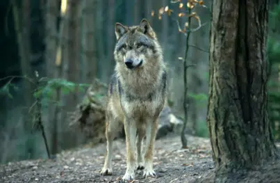 Zweiter Herdenschutztag an der HfWU Nürtingen: Austausch zu Wolf und Nutztierhaltung