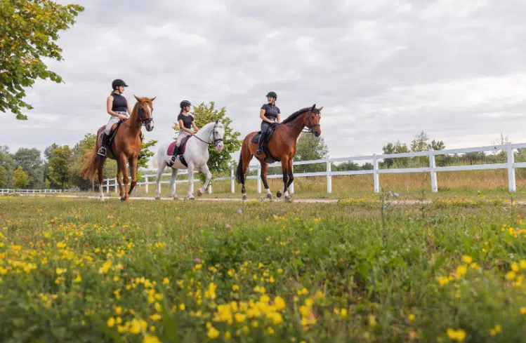 Webinar für Reitvereine: „Brauchen wir noch Reitvereine – oder brauchen wir sie gerade jetzt?“